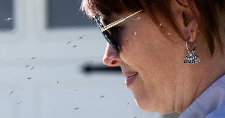 urlhttps3A2F2Fcalifornia times brightspot.s3.amazonaws.com2F1c2F612Ff5127b3e4347bc7fed493df454c02F1432406 me enviro sterilized mosquitoes 02 mjc